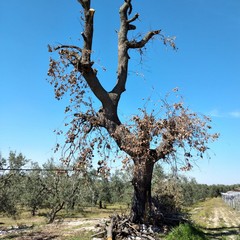 Distrutta nelle campagne di Andria una roverella ultrasecolare