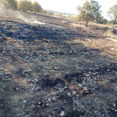 aree percorse dal fuoco degli incendi boschivi