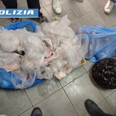 Sequestrati oltre 100 kg di pescato irregolare a Barletta e Andria