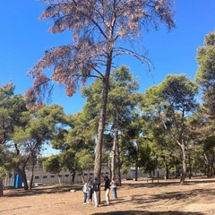 Sopralluogo nella Pineta comunale