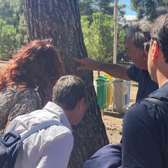 Sopralluogo nella Pineta comunale