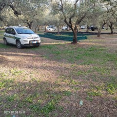 Furto di olive sventato ad Andria dalle Guardie Campestri