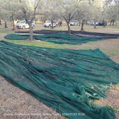 Furto di olive sventato ad Andria dalle Guardie Campestri