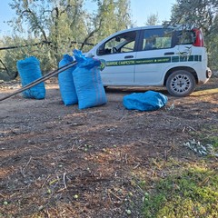 Sventato furto di olive