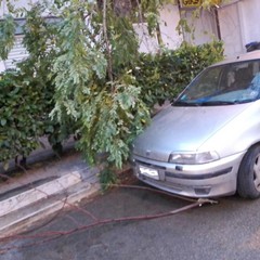 rami spezzati cadono in viale Ovidio