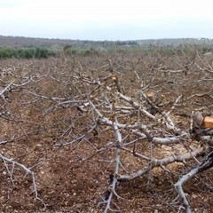 Tagliati nelle campagne di Andria circa 3mila giovani alberi di ciliegio