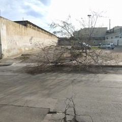 alberi divelti dal forte vento in alcune zone della città