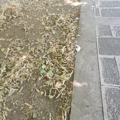 Villa comunale trascurata