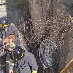 Cane meticcio salvato dall'intervento dei Vigili del Fuoco