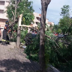 Intervento dei Vigili del Fuoco per caduta alberi in via Carpaccio