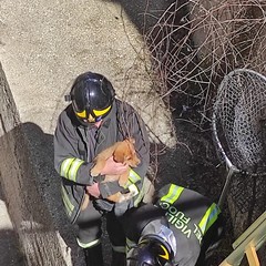 Cane meticcio salvato dall'intervento dei Vigili del Fuoco