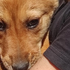 Cane meticcio salvato dall'intervento dei Vigili del Fuoco