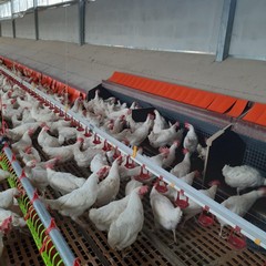 Uova genuine e ricche di proteine dall’azienda avicola “Colangelo”