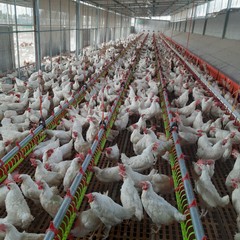 Uova genuine e ricche di proteine dall’azienda avicola “Colangelo”