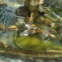 La fontana AVIS presente nella villa comunale di Andria