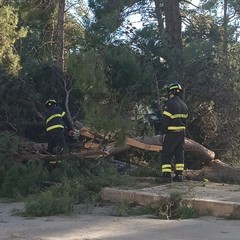 Un altro albero caduto nella pineta della Villa comunale
