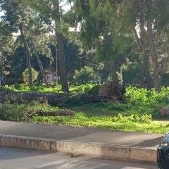 Un altro albero caduto nella pineta della Villa comunale