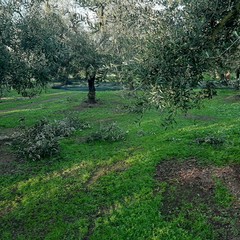 olive rubate in contrada Zaganellaro, in territorio di Andria