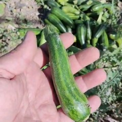 Quintali di zucchine lasciate marcire nelle campagne di Andria