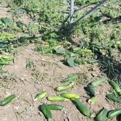 Quintali di zucchine lasciate marcire nelle campagne di Andria