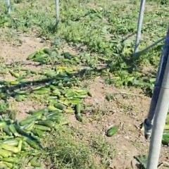 Quintali di zucchine lasciate marcire nelle campagne di Andria