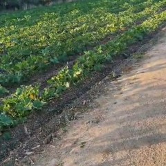 Quintali di zucchine lasciate marcire nelle campagne di Andria