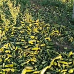Quintali di zucchine lasciate marcire nelle campagne di Andria