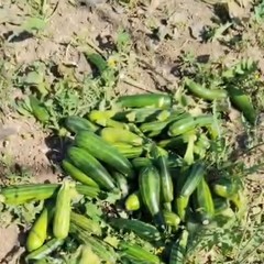 Quintali di zucchine lasciate marcire nelle campagne di Andria