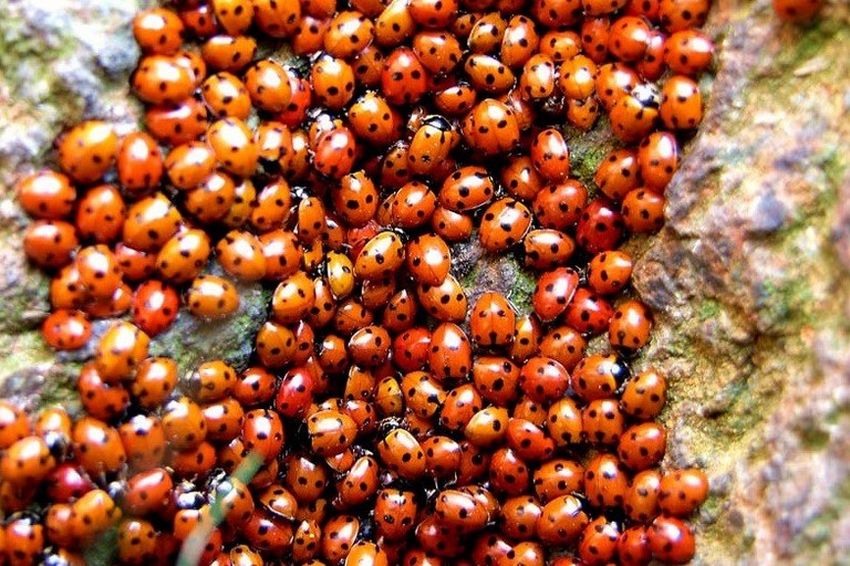 coccinelle