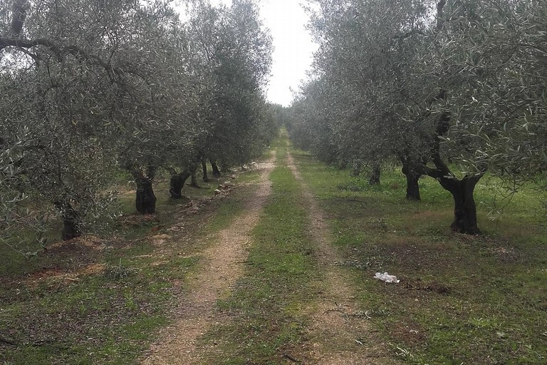 terreno agricolo