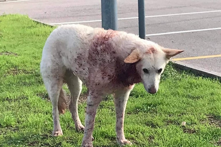 Cane insanguinato