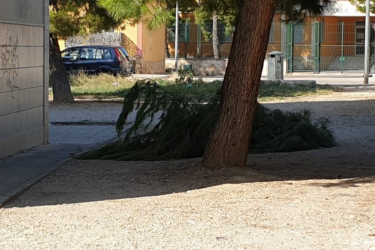 Cade grosso ramo di albero in via Luciani, al quartiere Monticelli