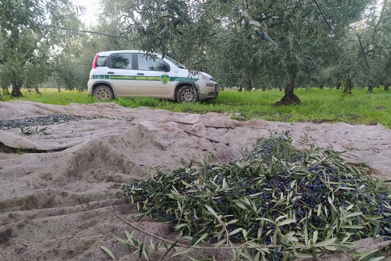 Con "Dash-cam" e fototrappole le Guardie campestri di Andria pronte per affrontare la campagna olivicola