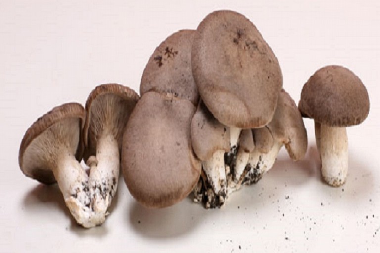 funghi cardoncelli