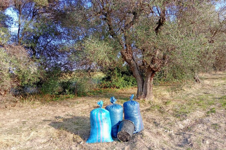 Sventato furto di olive dalle Guardie Campestri di Andria