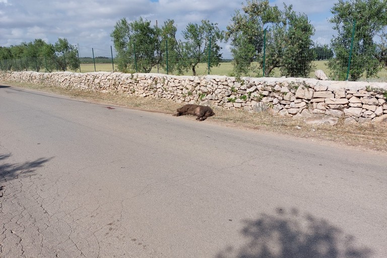 Carogna di cinghiale segnalata sulla strada Vecchia Spinazzola