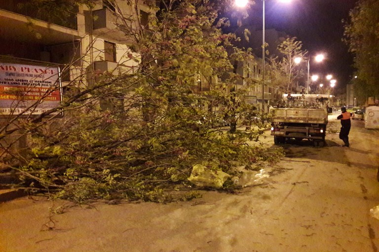 Il forte vento crea disagi alla circolazione: numerosi gli alberi abbattuti