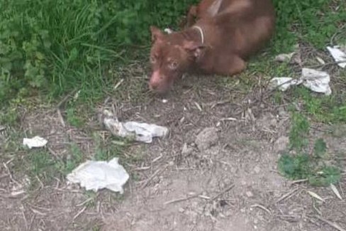 Cucciolo di pitbull abbandonato in via Gentile