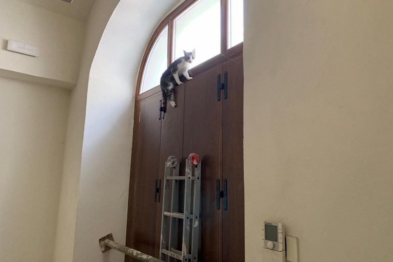 gattino rimasto chiuso in un locale