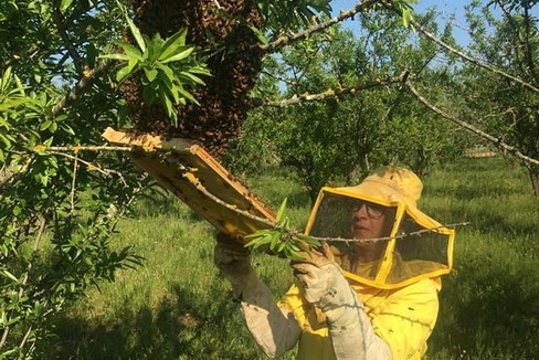 lavoro agricolo