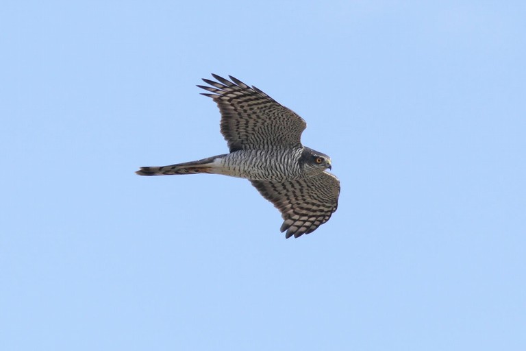 Giornata di birdwatching nel Parco Nazionale dell’Alta Murgia