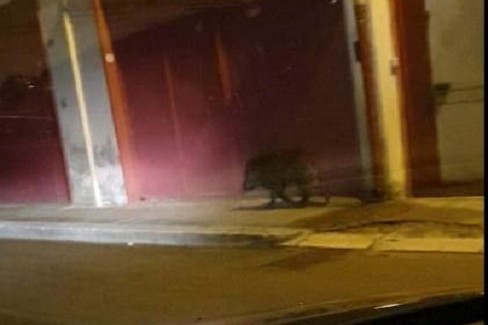 cinghiale avvistato alla periferia di Andria
