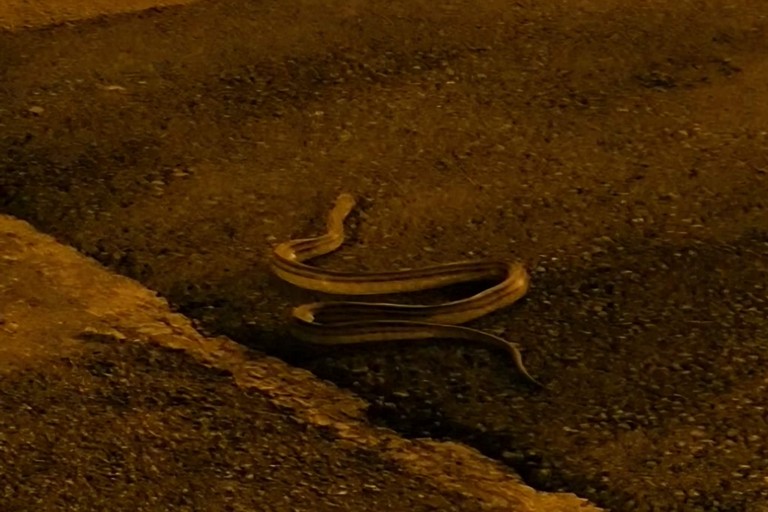 Serpente Andria