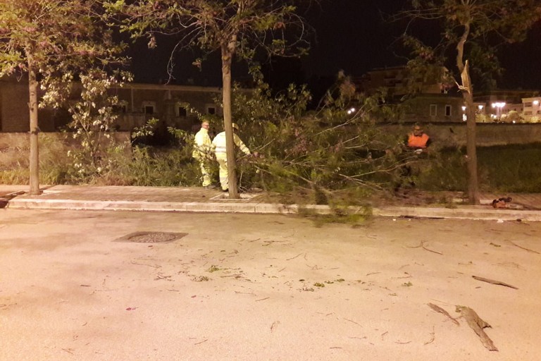 Il forte vento crea disagi alla circolazione: numerosi gli alberi abbattuti