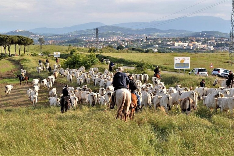 transumanza in Puglia