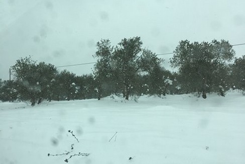 Neve nelle campagne pugliesi