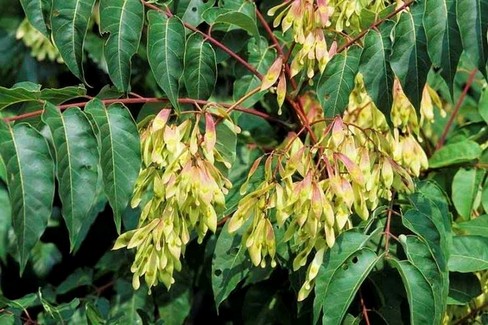 ailanto (Ailanthus altissima Mill)