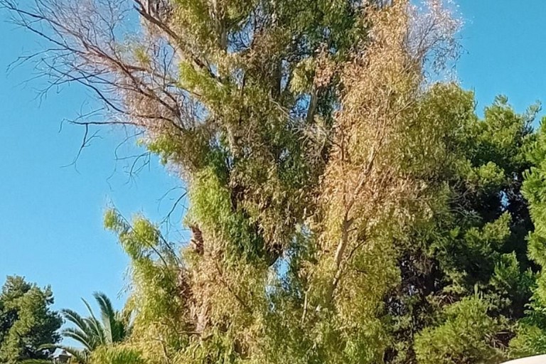 albero pericolante Andria