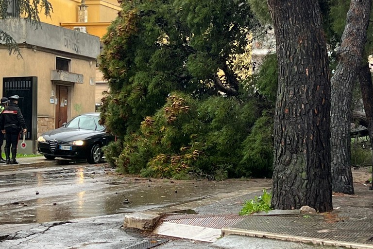 grosso pino cade sull'asfalto in via della Pineta