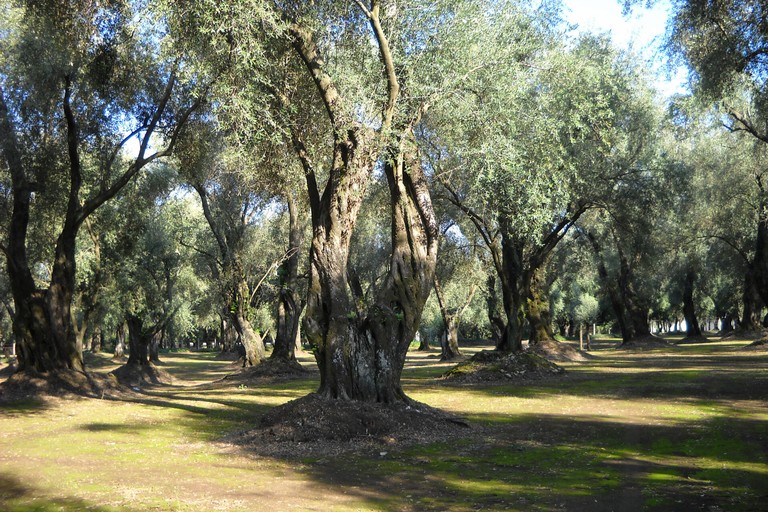 albero di ulivo